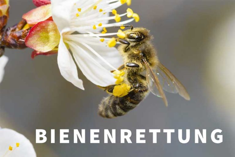 Bienen