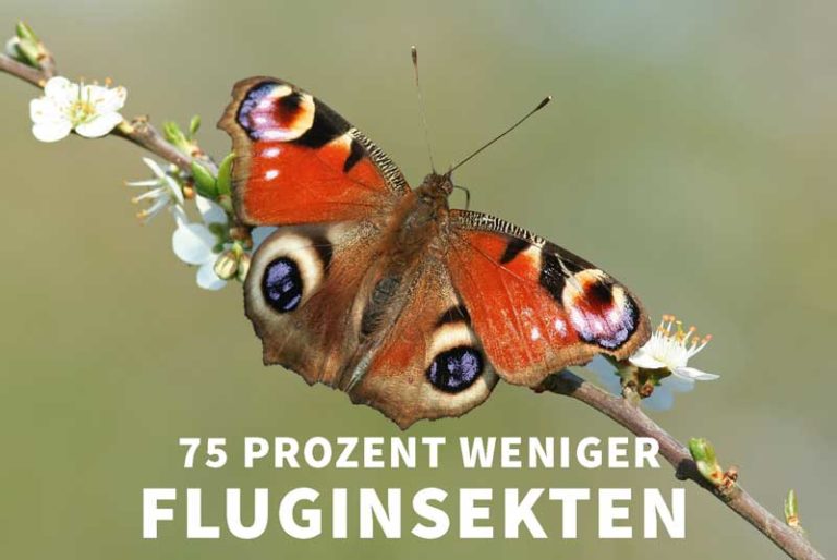 Schmetterlinge