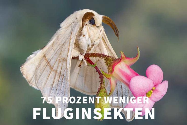 Schmetterling