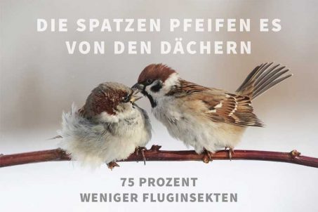 Spatzen